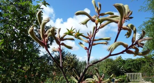 Anigozanthos flavidus