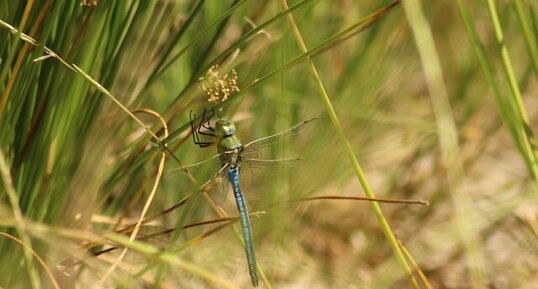 Anax empereur / Anax imperator