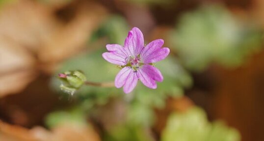 Fleur de géranium mou