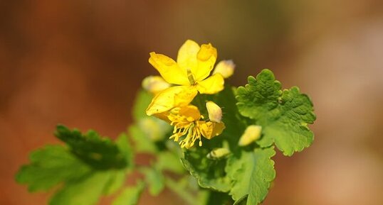 Fleur de chélidoine