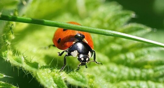 Coccinelle à 7 points