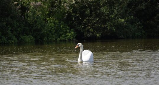 Cygne tuberculé