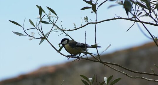 Mésange charbonnière