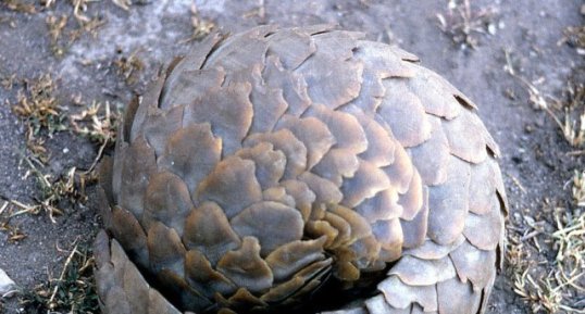 Pangolin de Temminck en boule