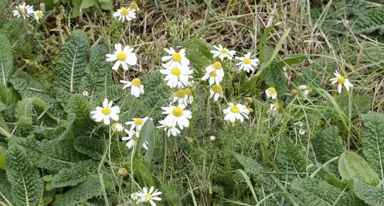 Matricaria sp.