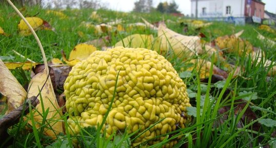 Fruit de l'oranger des osages