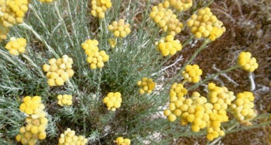 Immortelle des dunes