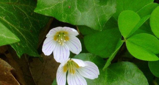 Oxalis "petite oseille"