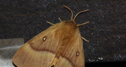 Lasiocampa quercus