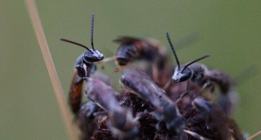 Lasioglossum sp.