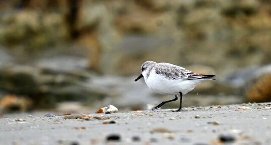 Bécasseau sanderling