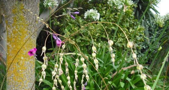 Dierama pulchérrinium