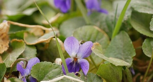 Violette odorante - sous réserve