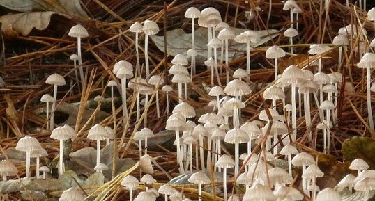 Champignons "mycènes visqueux" ou "frangés"