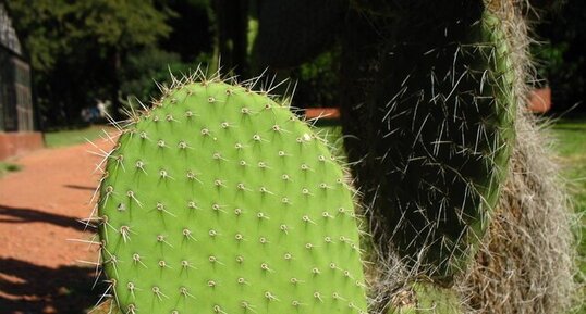 Figuier de Barbarie, Opuntia ficus-indica