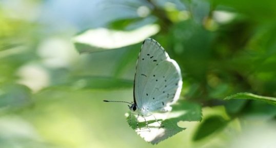 Azuré des nerpruns