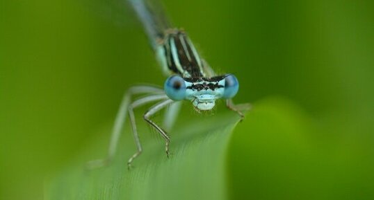 L'Agrion à larges pattes (3)