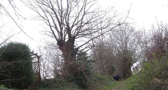 Arbre en hiver