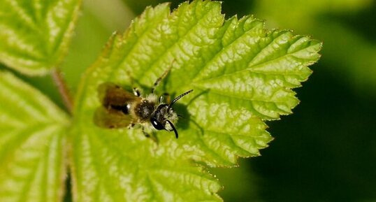 Andrena sp.