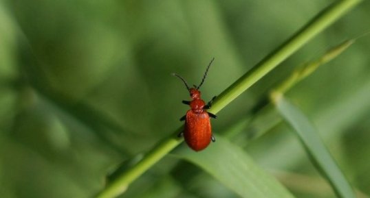 Pyrochroa serraticornis