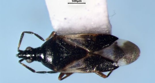 Anthocoris musculus