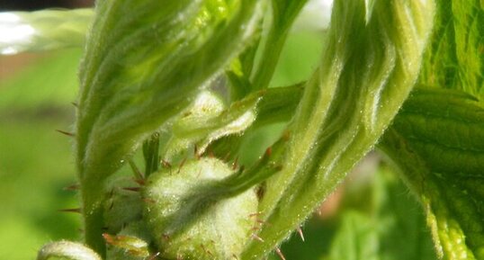 Framboise en devenir.