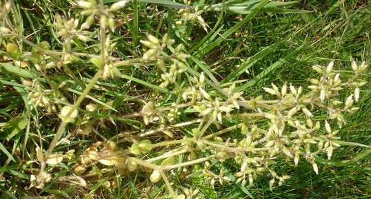 Mouron des oiseaux (stellaria media) sous réserve