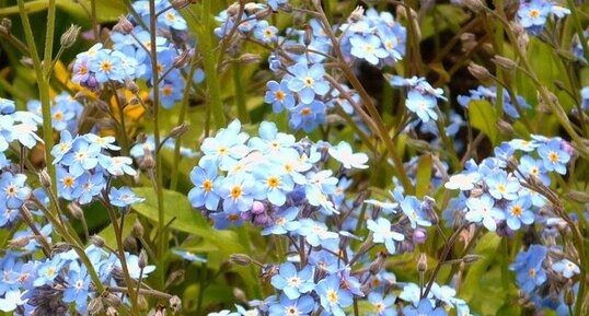 Myosotis