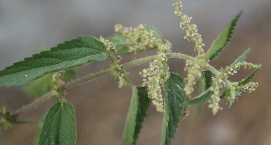 Urtica dioica - sous réserve