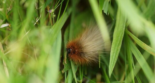 Chenille d'Ecaille