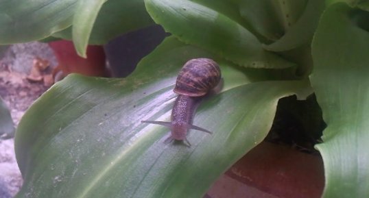 Escargot sur une Eucomis Bicolor