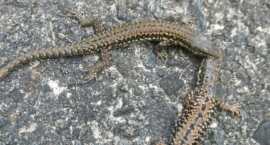 Lézards des murailles : amour vache.