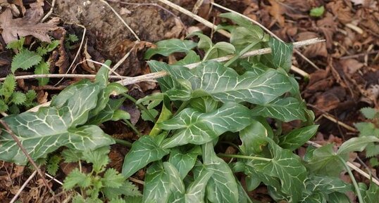 Arum sp.