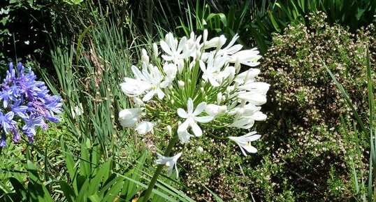 Agapanthus xpraecox 'Alba'