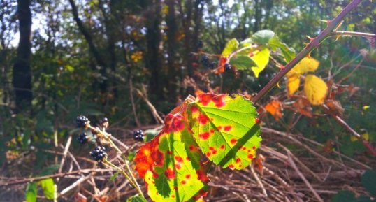 Ronce commune, ronce des bois, ronce des haies, Rubus fruticosus