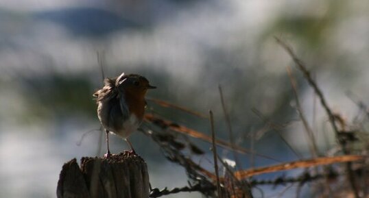 Rouge Gorge