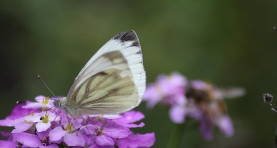 Piéride du navet