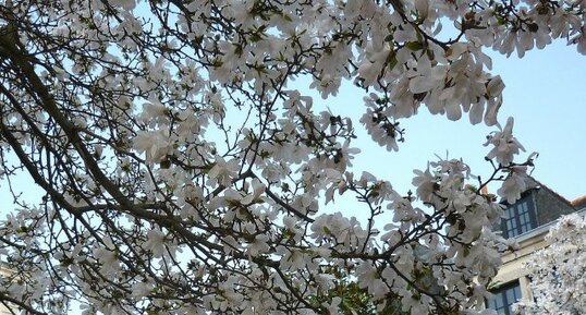 Magnolia "stellata"