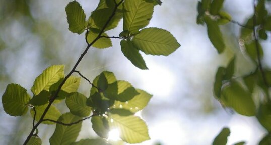 Feuilles de charme