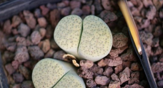 Lithops