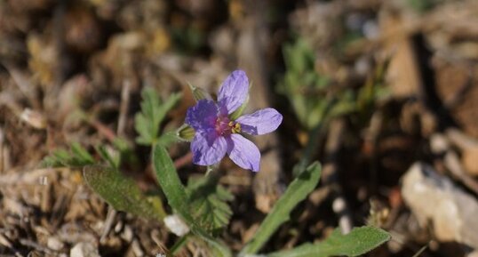 Erodium sp.