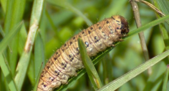 Xanthia ocellaris