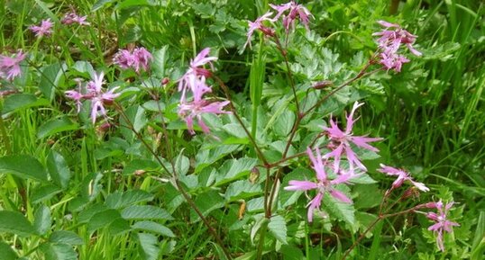 Lychnis fleur de coucou (silène flos cuculi)