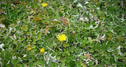 Arctotheca calendula