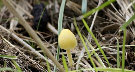 Petit champignon