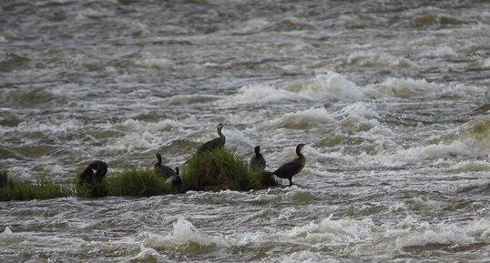 Grands cormorans