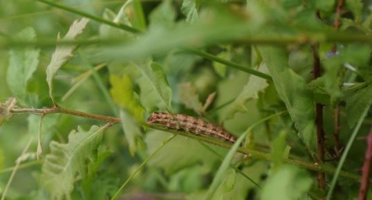 Chenille de Noctua orbona - sous réserve