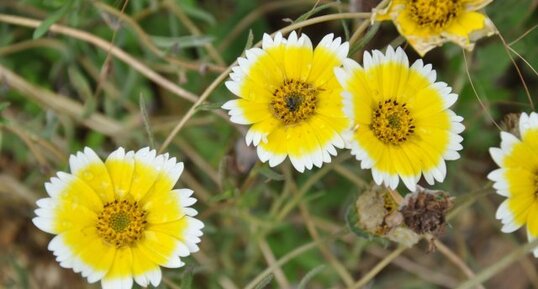 Chrysanthème couronné