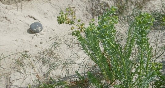 Euphorbe des dunes