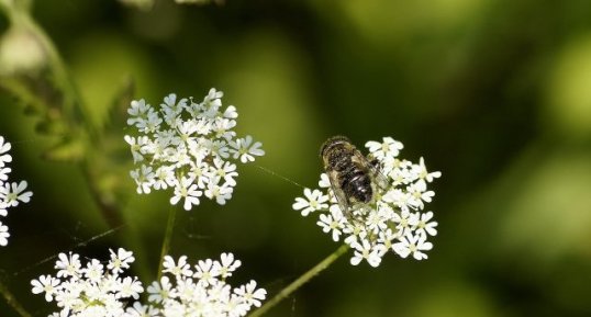 Abeille mellifère